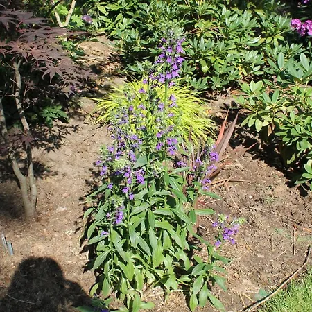 Chalet Japanse Bostuin Met Wifi *