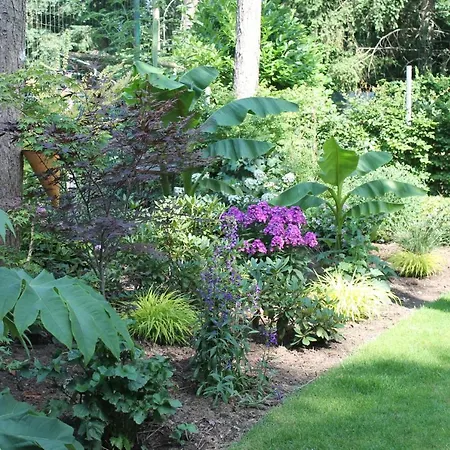 Japanse Bostuin Met Wifi Chalet