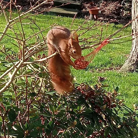 Japanse Bostuin Met Wifi *