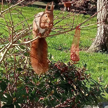 Japanse Bostuin Met Wifi Chalet