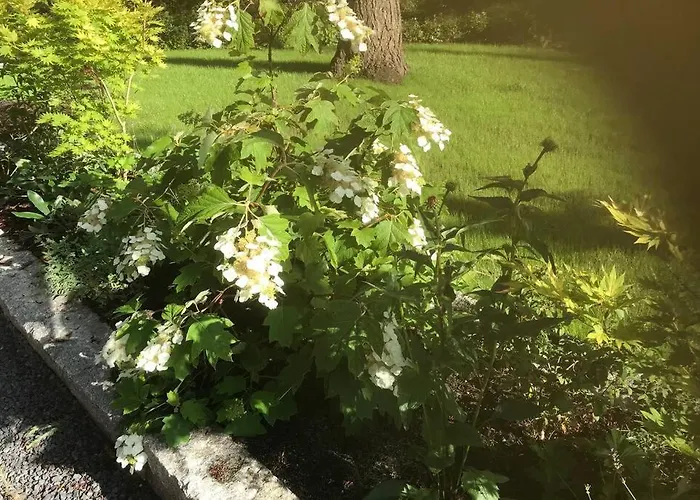 Japanse Bostuin Met Wifi Chalet