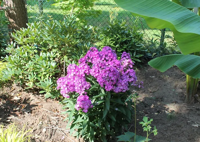 Japanse Bostuin Met Wifi
