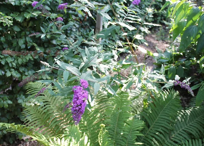 Alpstuga Japanse Bostuin Met Wifi