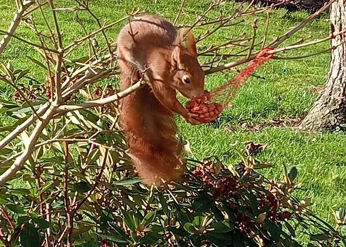 Japanse Bostuin Met Wifi *