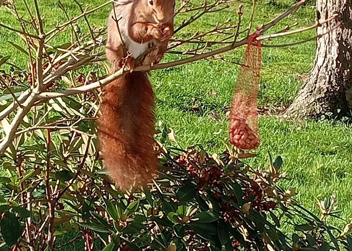 Japanse Bostuin Met Wifi Chalet