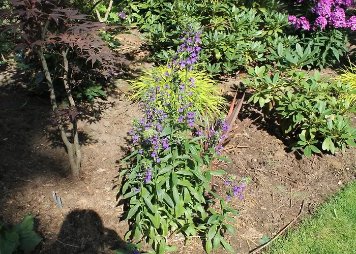 Шале Japanse Bostuin Met Wifi *